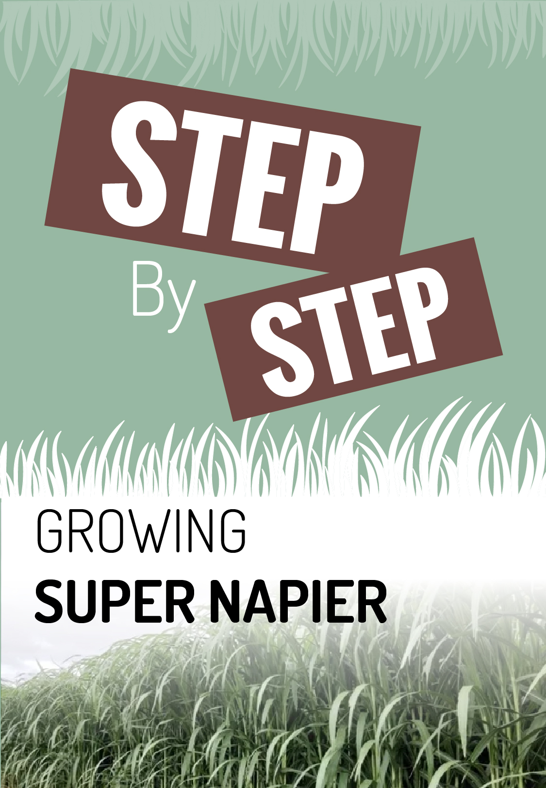 Step by step growing Super Napier